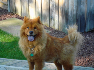 VICTOR - Chow Chow - Short Hills