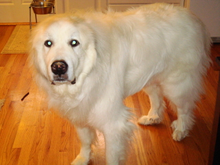 BEAU - Great Pyrenees - Chatham