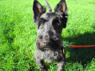 MAX - Scottish Terrier - Westfield