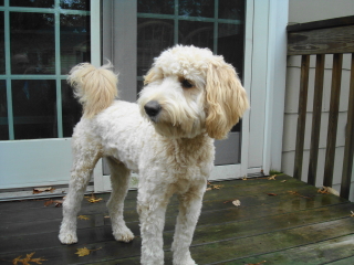 COLBY - Labradoodle/Poodle - Chatham
