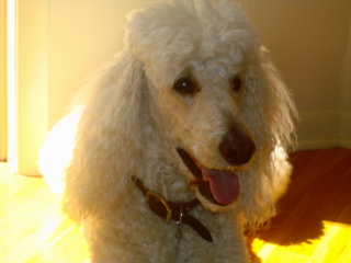 TYLER - Standard Poodle - Watchung