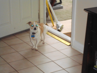 BUSTER - Chihuahua - New Providence