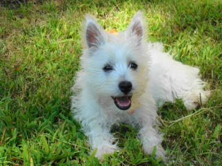 TAVA - West Highland White Terrier - Millburn
