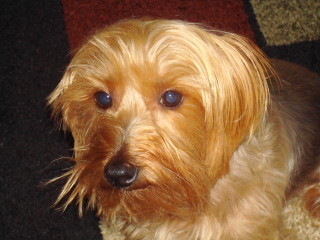 ELVIS - Silky Terrier - Chatham
