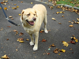 COOPER - Yellow Lab - Watchung