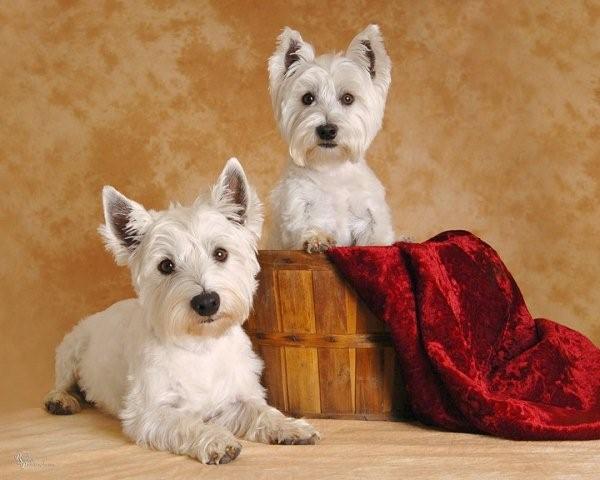 MULLIGAN & MILLER - West Highland White Terriers - Chatham