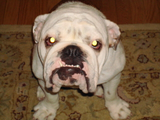 OSCAR - English Bulldog - New Providence