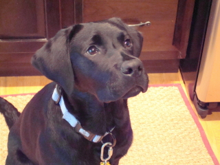 COLBY - Black Lab - New Providence