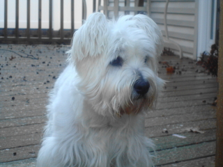 BILLY - West Highland White Terrier - New Providence