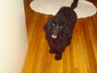 BAILEY - Standard Poodle - Watchung